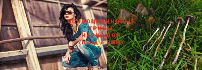 Псилоцибиновые грибы Psilocybe  как найти наркотики  Верхоянск 